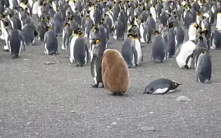 国王企鹅宝宝 搜索结果 哔哩哔哩 Bilibili