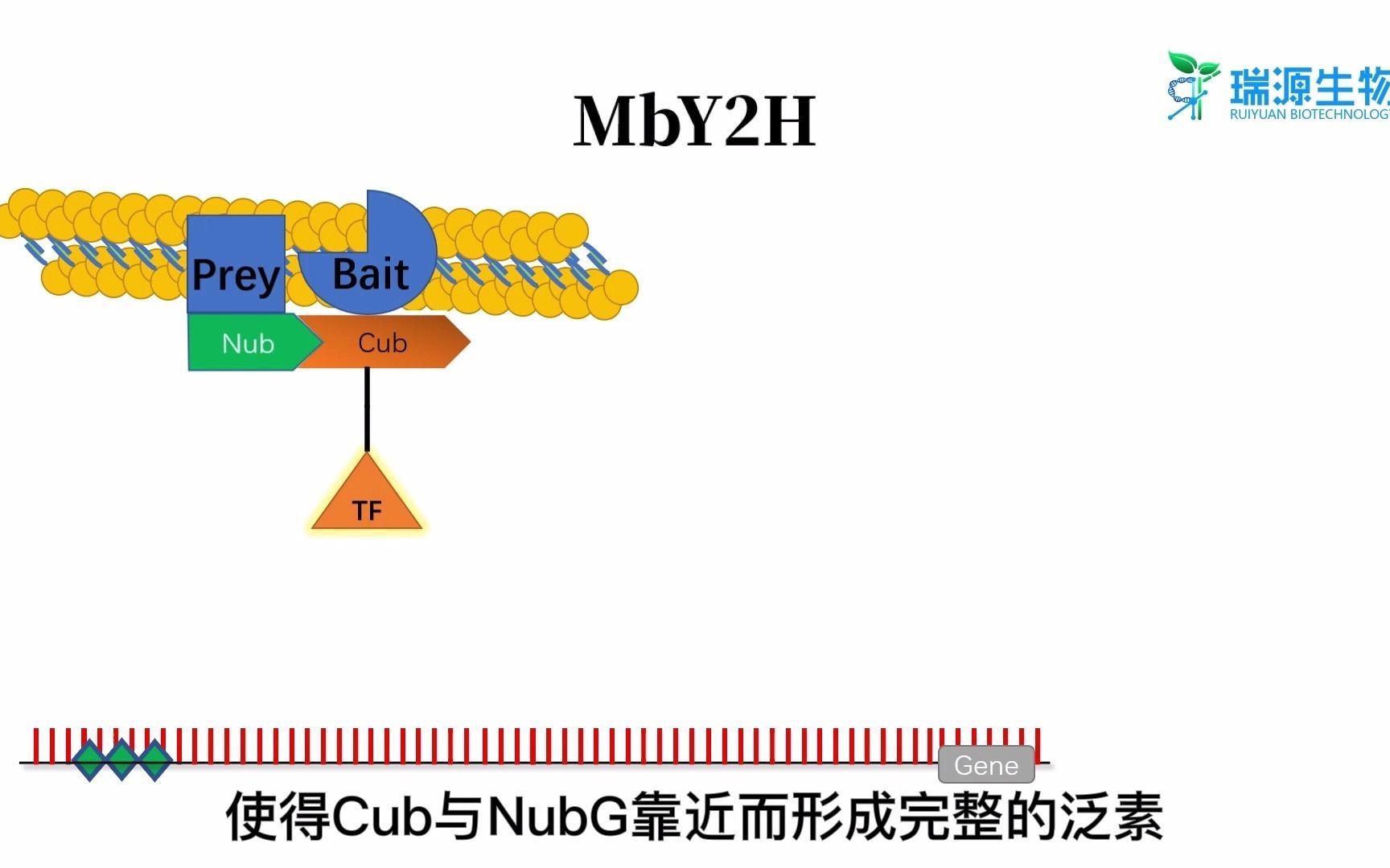 膜系统酵母双杂技术原理哔哩哔哩bilibili