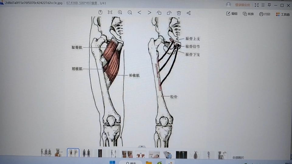 解剖列车:前深链——认识一下内收肌群的主要组成部分哔哩哔哩bilibili