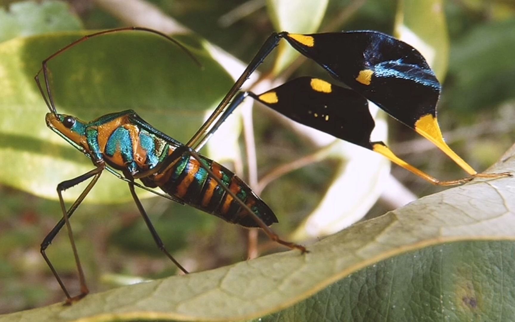 一般蝽类都"丑丑的",它却是个个例,穿着好看的"喇叭裤"
