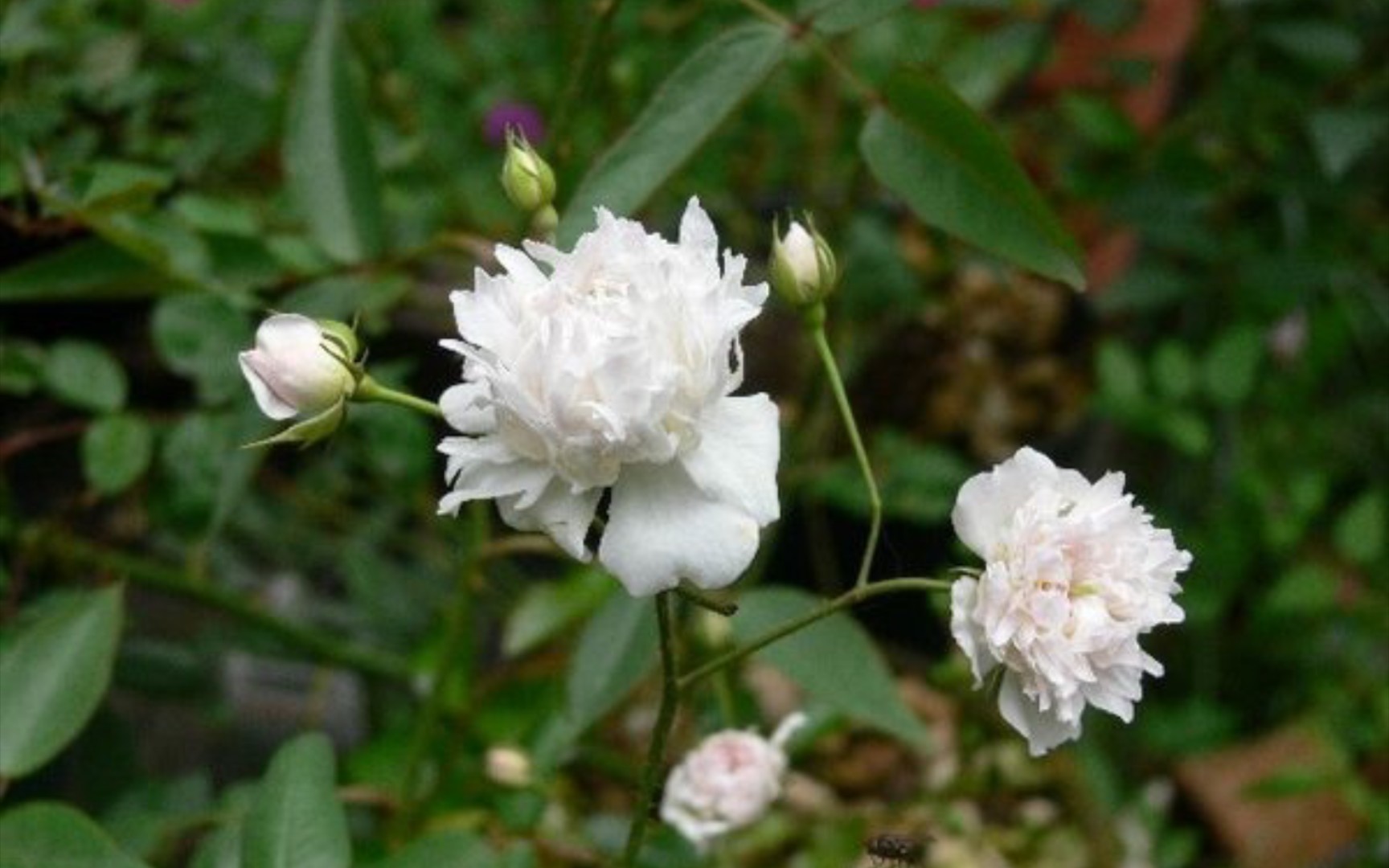 重瓣银粉蔷薇/rosa anemoniflora 华南月季实录(持续更新)