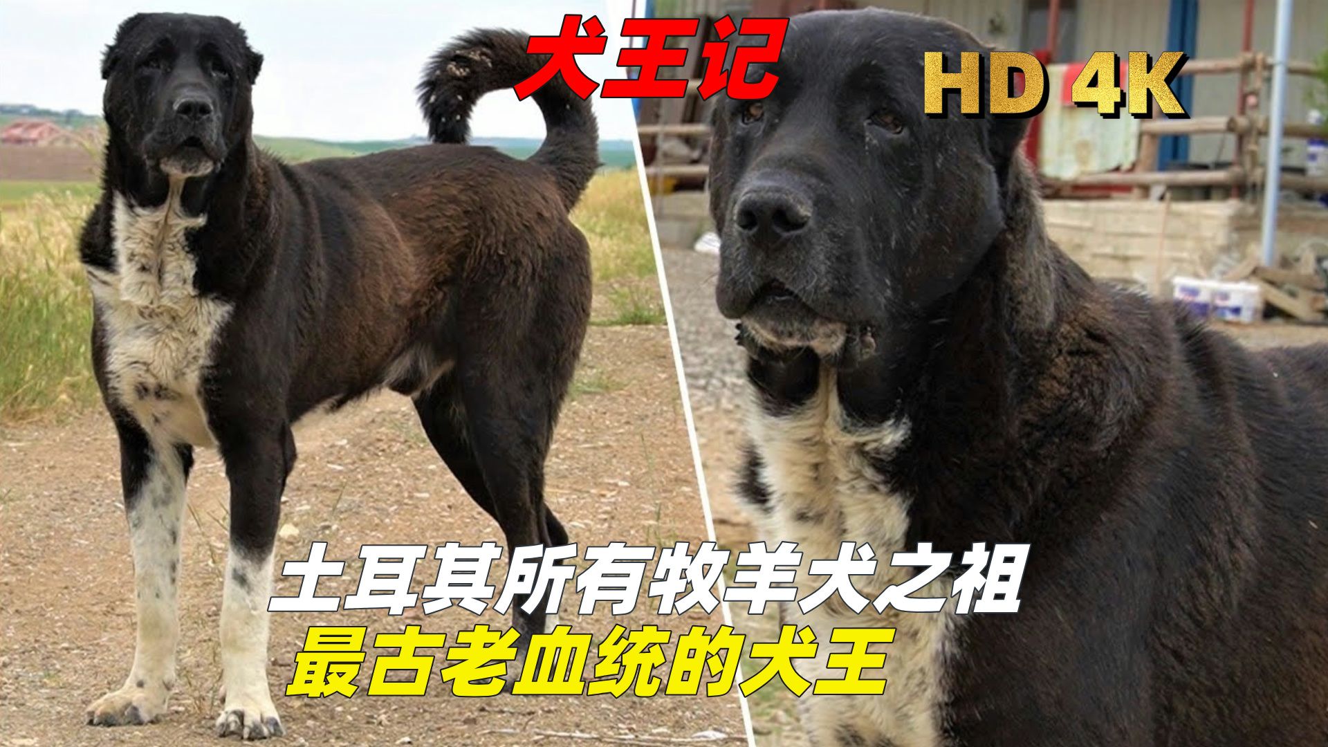 【犬王记】第八集,所有牧羊犬之祖,最古老血统的犬王哔哩哔哩bilibili