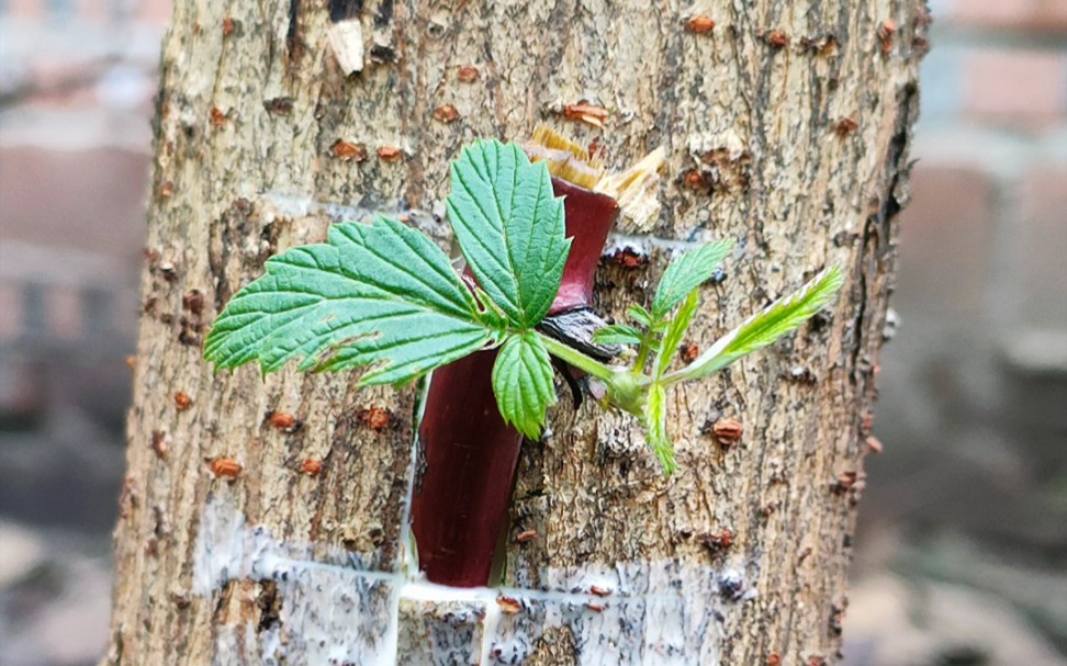 果树嫁接的主要目的是:提高果树的产量,因为砧木通常具有强大的根系和优良的生长特性,有助于果树的生长发育.哔哩哔哩bilibili