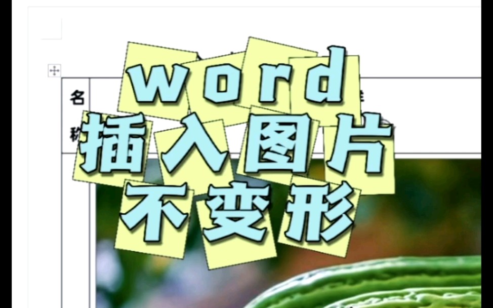 [图]文员必会，word文档里，插入图片后不变形