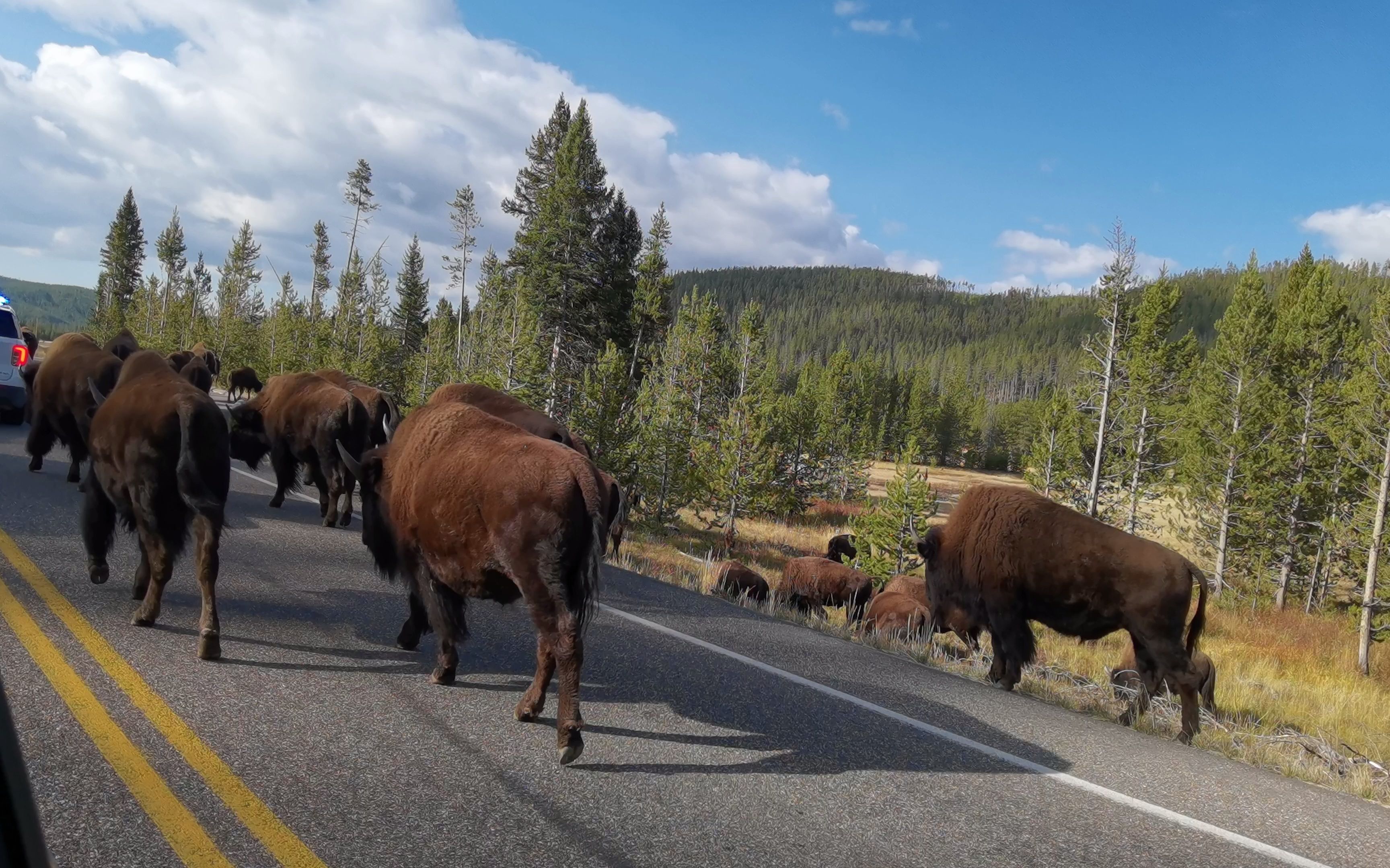 黄石国家公园里的那些动物