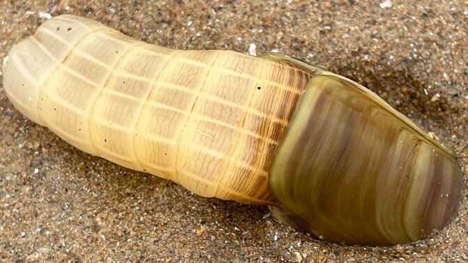 大庆赶海,退潮后发现一只比拳头还要大的猫眼螺,还有大个蛏子