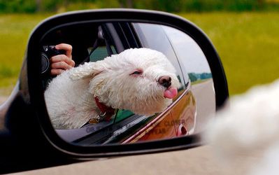 在那么一瞬间,狗狗把头伸出了窗外,好危险啊