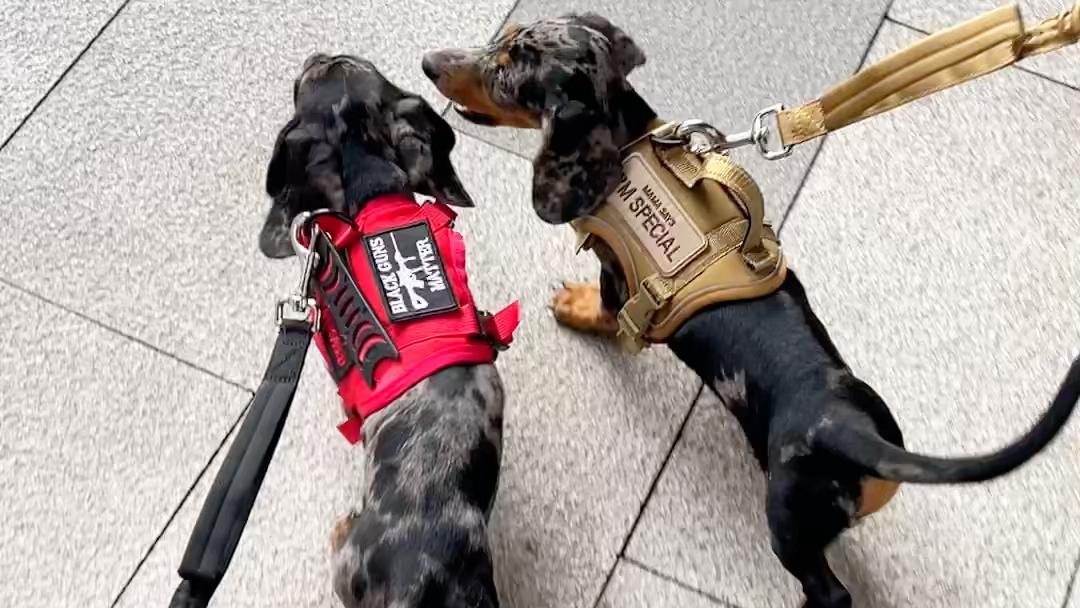 出门玩儿了 好开心的两小只 陨石色腊肠犬