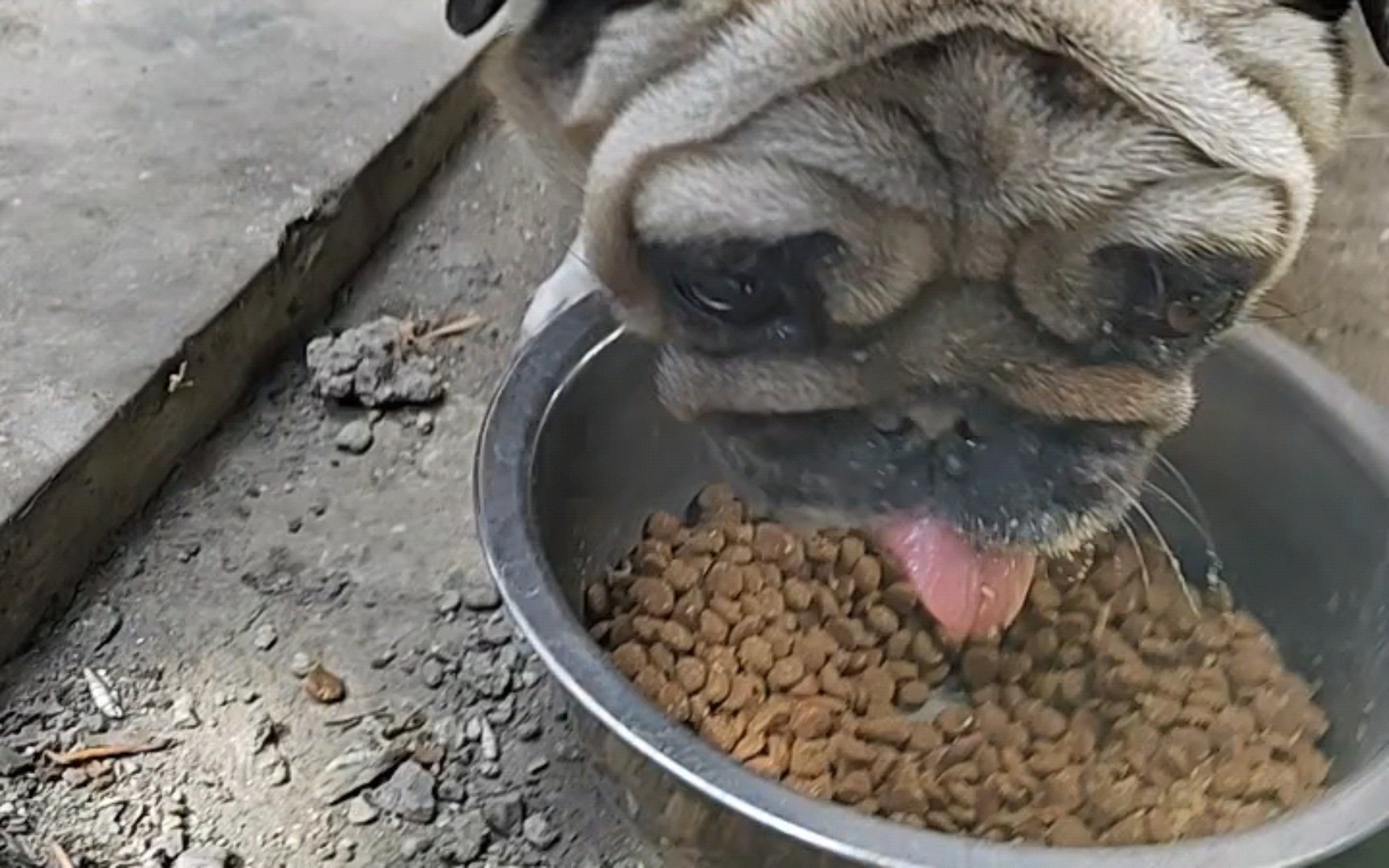 可怜的巴猪豆,长胖罗