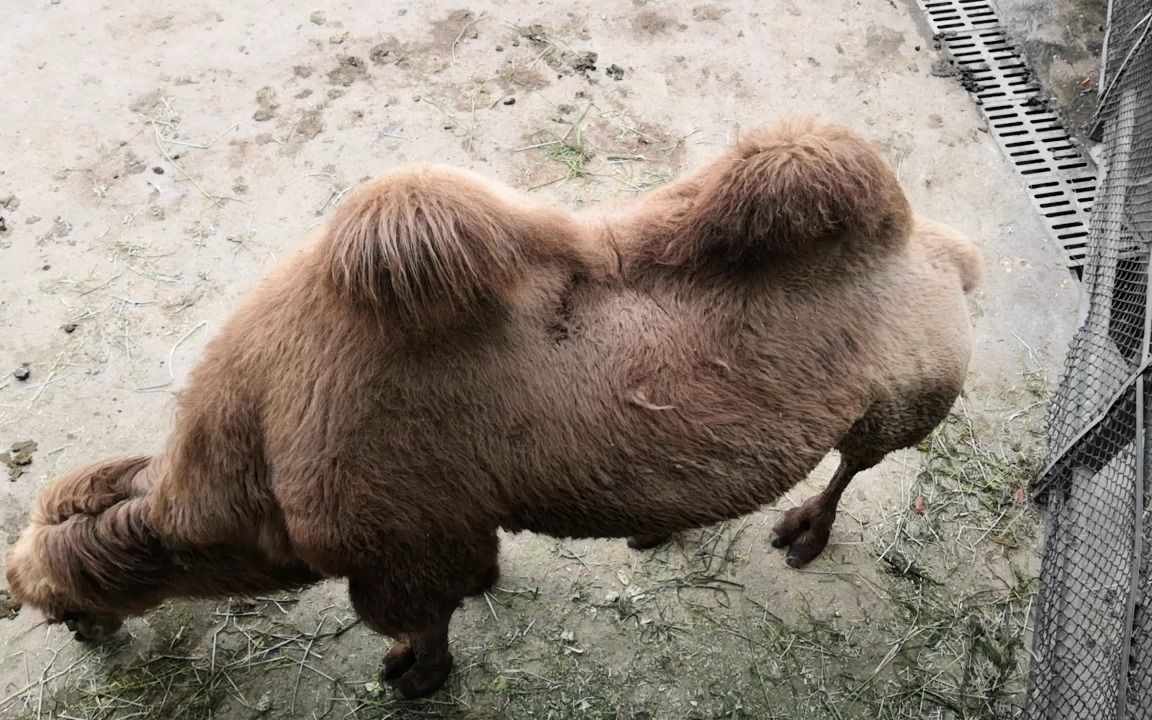 骆驼,湘潭和平公园动物园