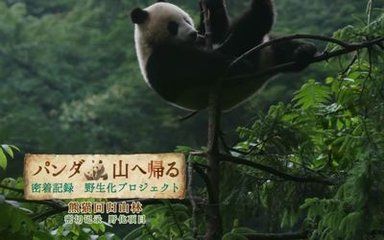 [图]【熊猫纪录片】NHK纪录片 熊猫回归山林 野放全记录（日语中字）