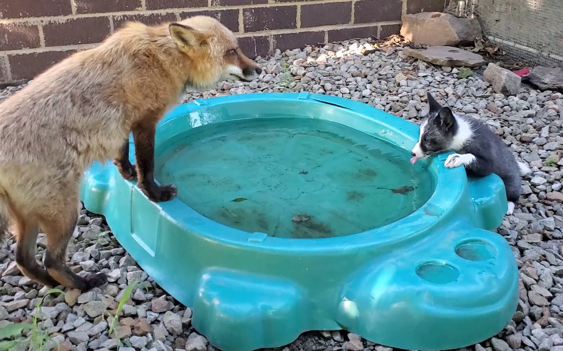 狐狸们的晨间锻炼|还有小松许我酸了【狐狸 saveafox】