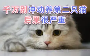 千万别冲动养第二只猫，后果很严重