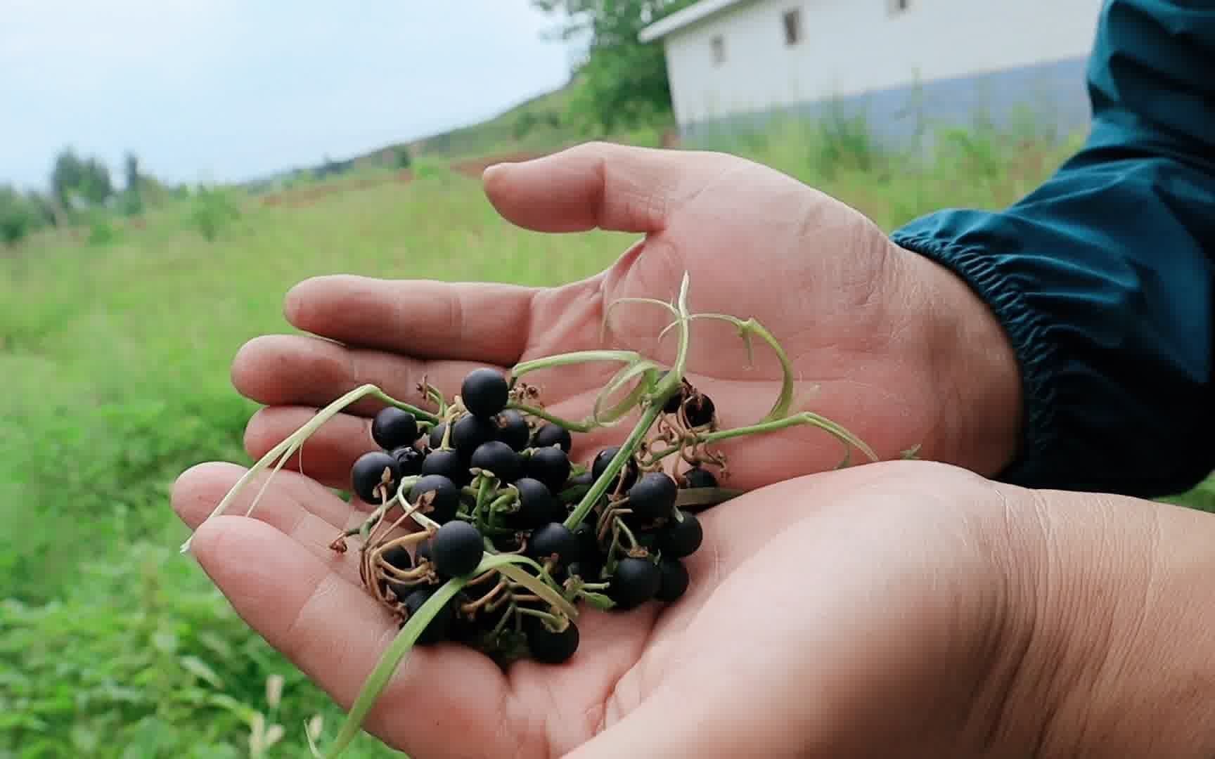 农村的这种小黑果子,小时候经常吃,你们还记得它吗?