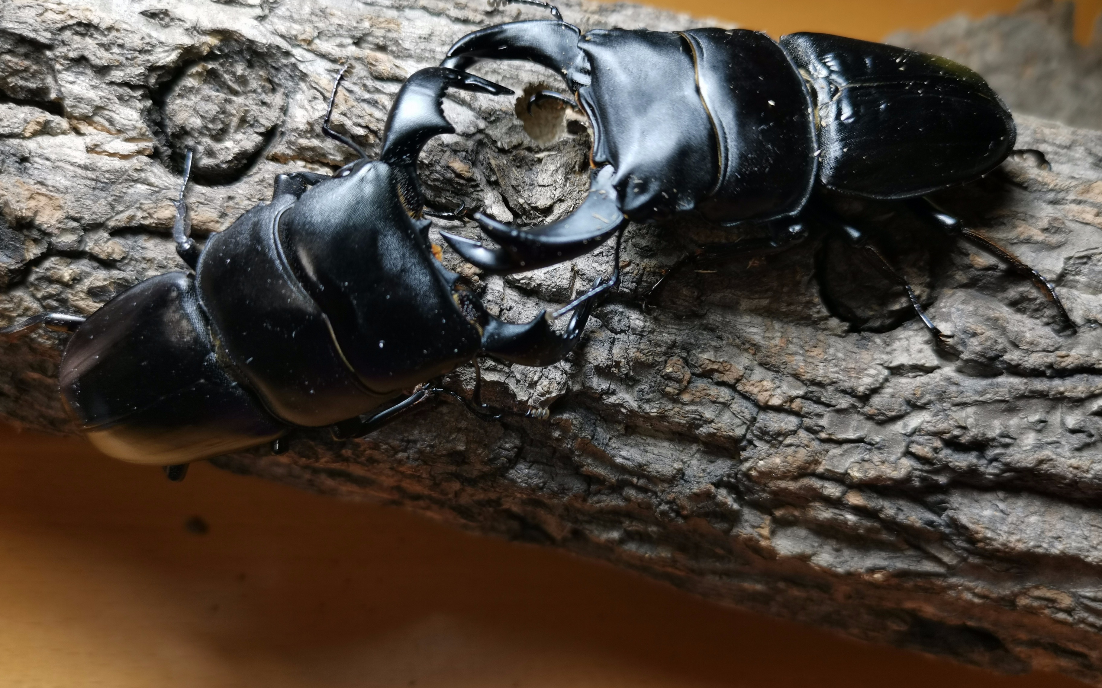 活动作品蛮力与蛮力的碰撞中华大锹vs牛头扁锹