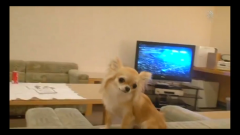 新堂本兄弟 堂本光一和爱犬 哔哩哔哩 Bilibili