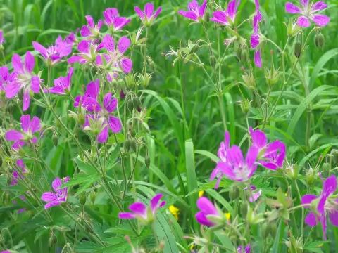 【背景视频】e494 2k超高清画质春季春天美丽自然美景景色森林绿叶