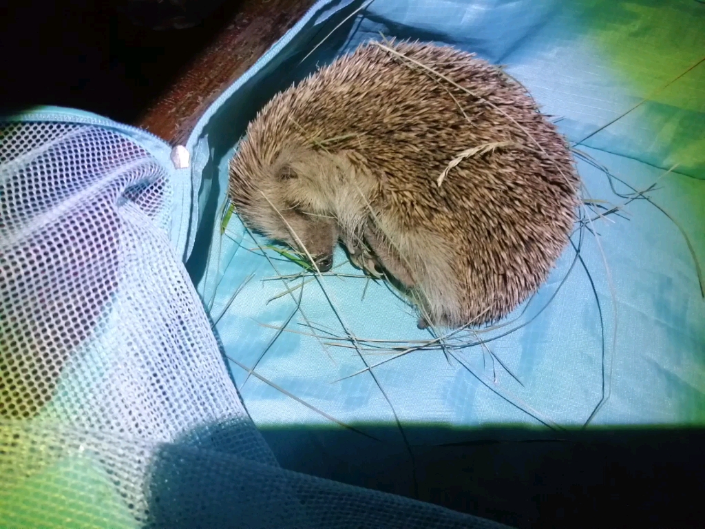 帮刺猬摘蜱虫
