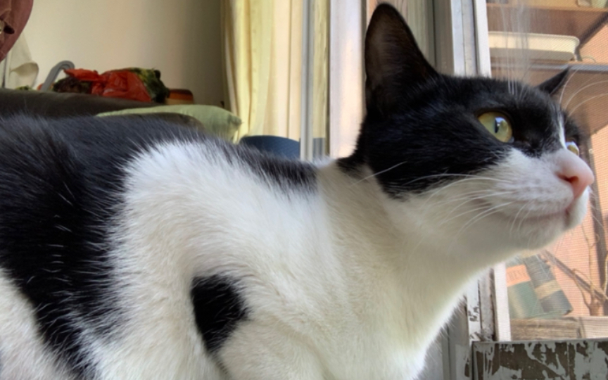 沉浸式云吸猫小猫跳跳冬天腿上容易长猫咪结尾铲屎官还是被咬了