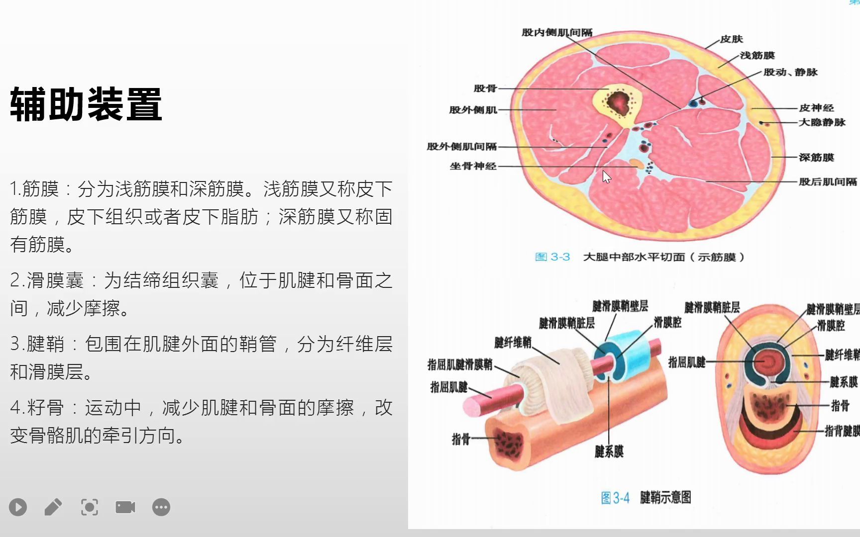 系统解剖学肌学总论之形态构造和辅助装置哔哩哔哩bilibili