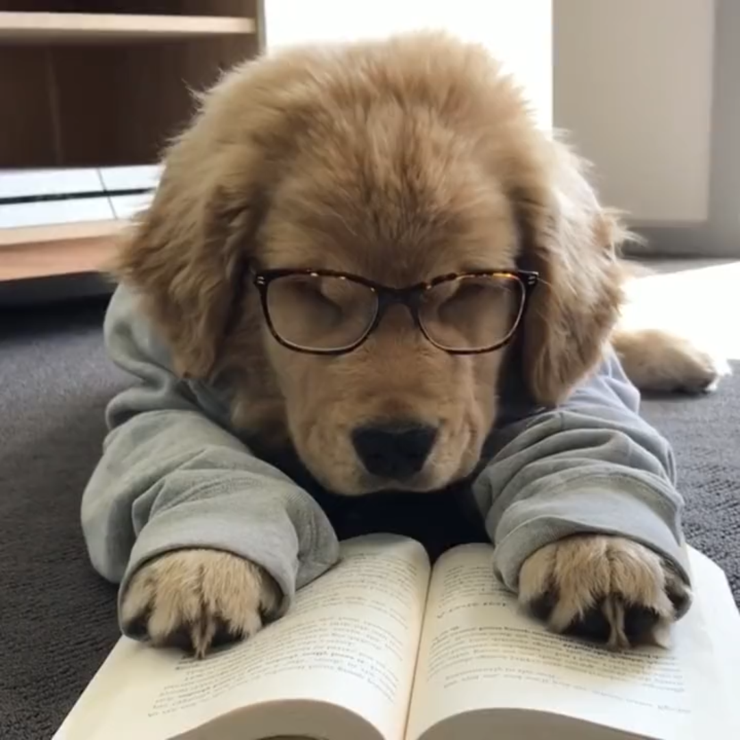 这大概就是"才华横溢,满腹经纶"的样子吧!