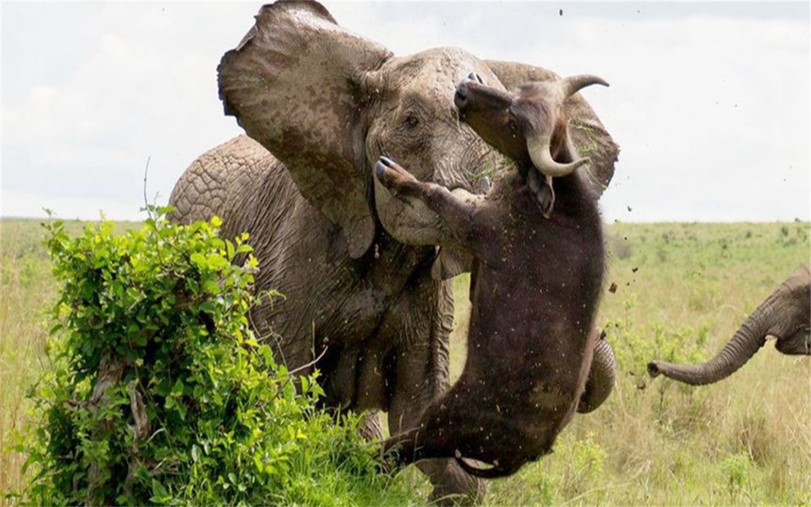 大象大战犀牛图片