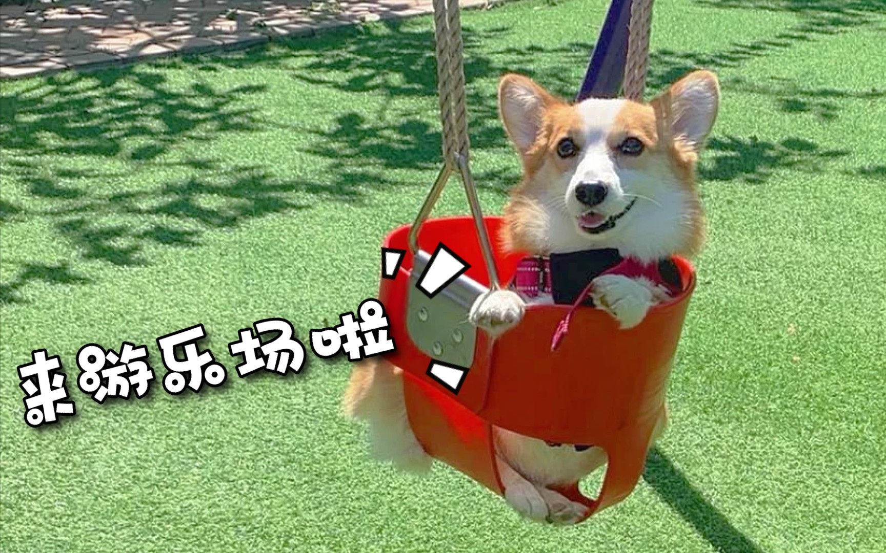 来游乐场啦 - 狗狗游乐场的一天