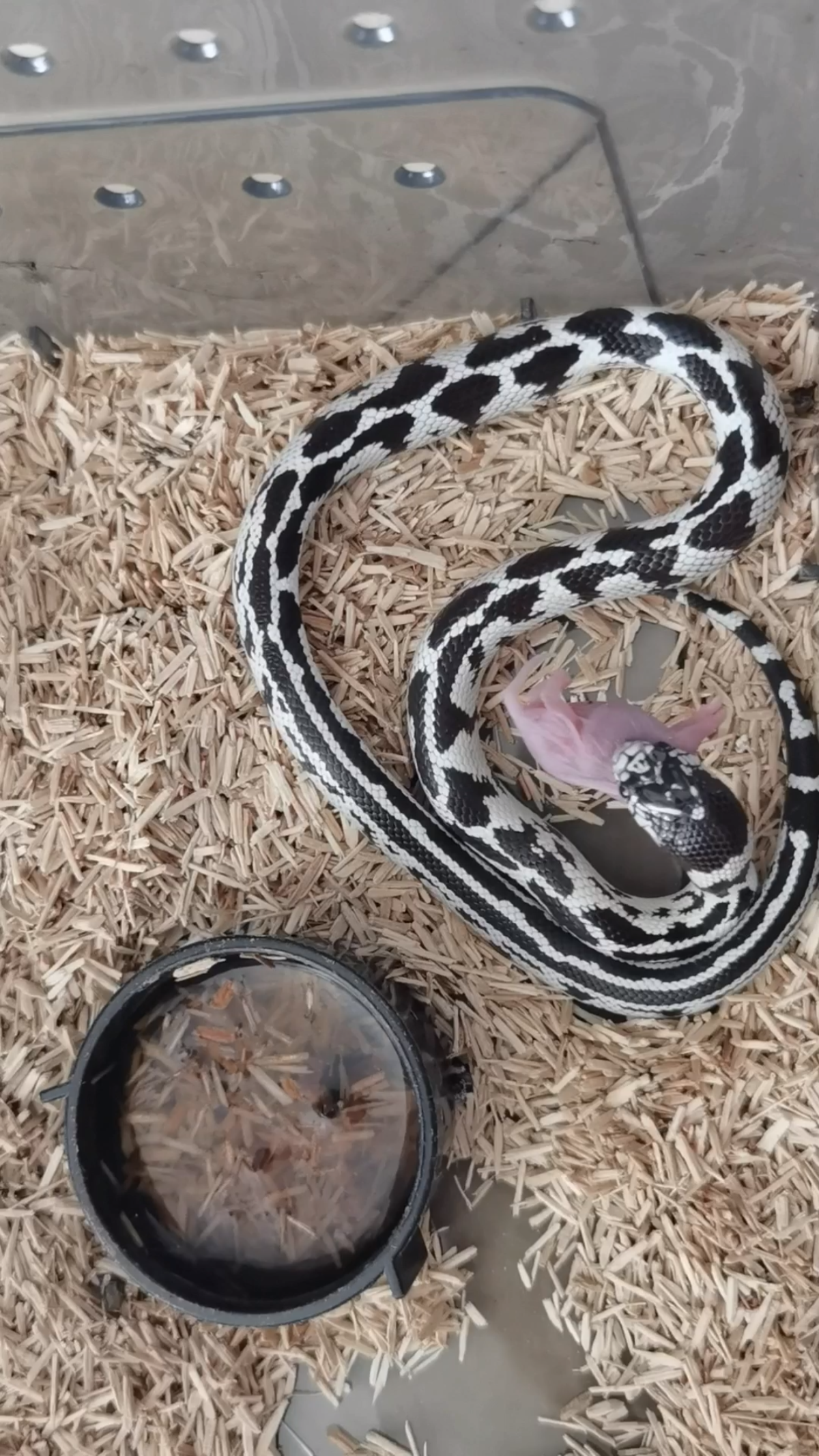 雪花王蛇吃红皮的全过程[狗子]