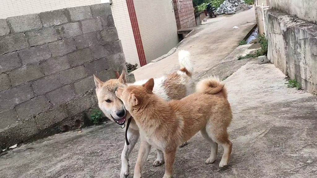 [图]给狗子们洗澡，迎接从四川远到而来的新主人，祝它们在新家幸福成长！