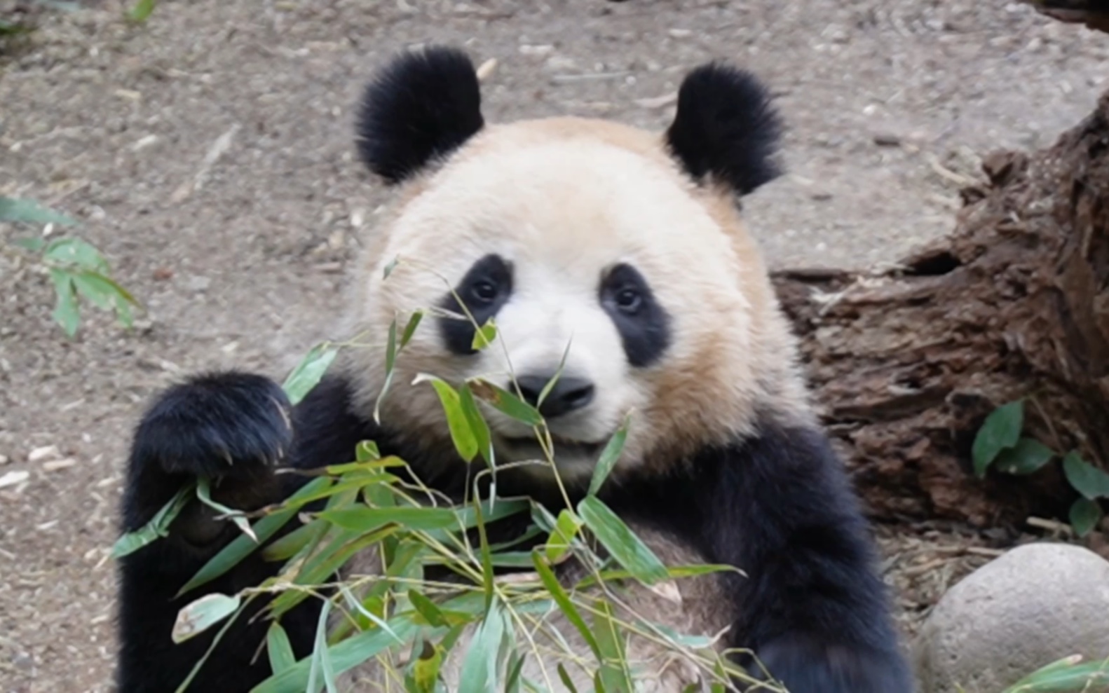 大熊猫儿润玥:很困,但窝还能干饭～哈哈哈,玥玥打瞌睡的样子跟润妈咪