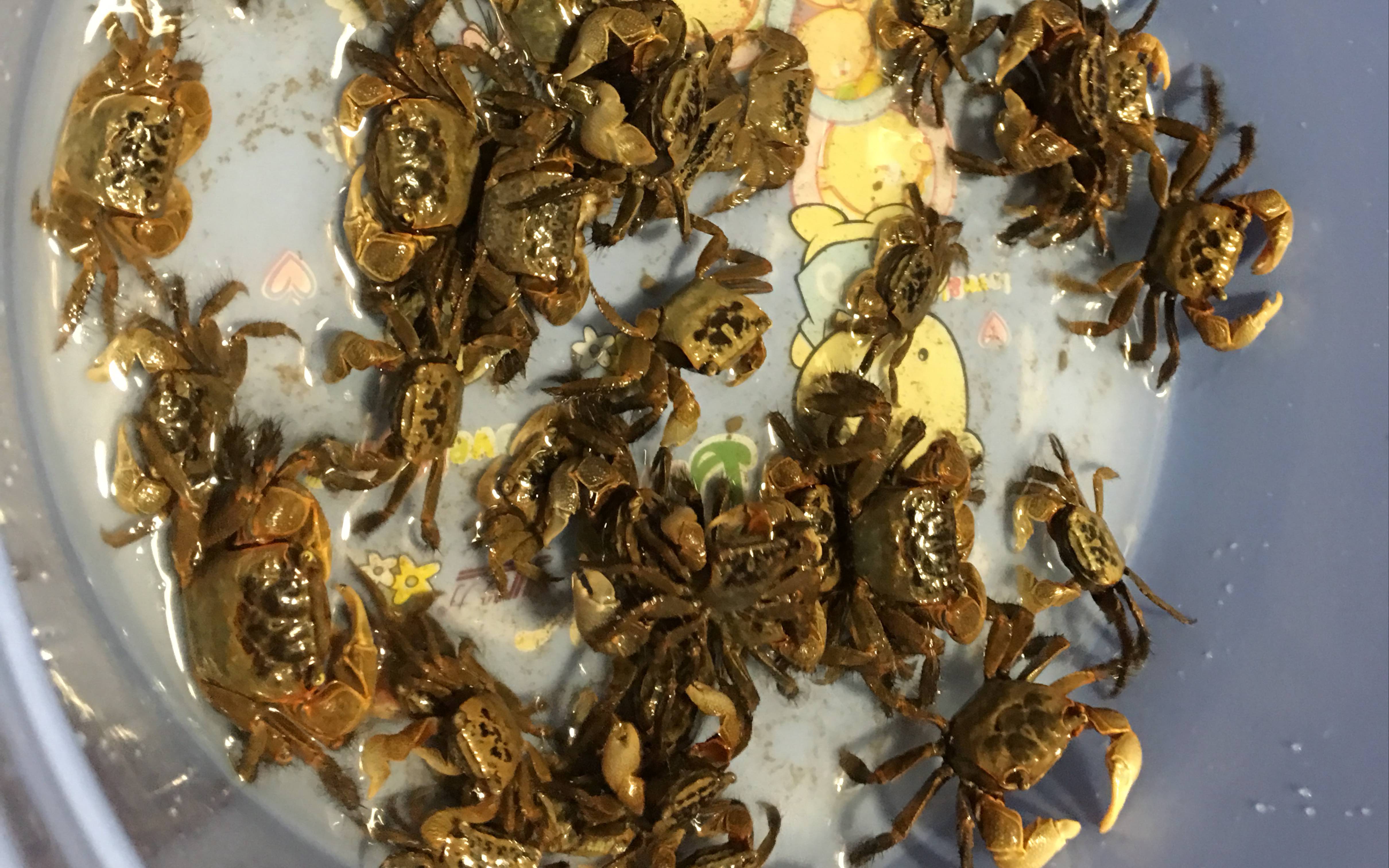 到江边钓完螃蜞回家路上顺便逗逗小喵喵