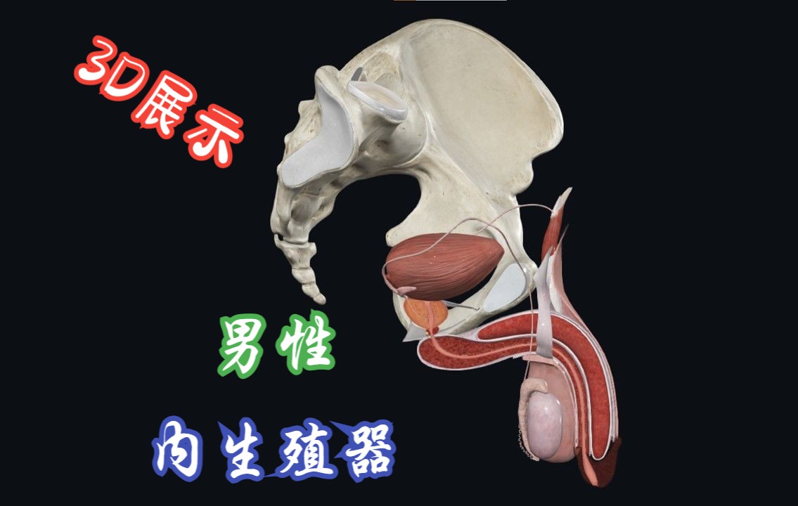 [图]男性的内生殖器