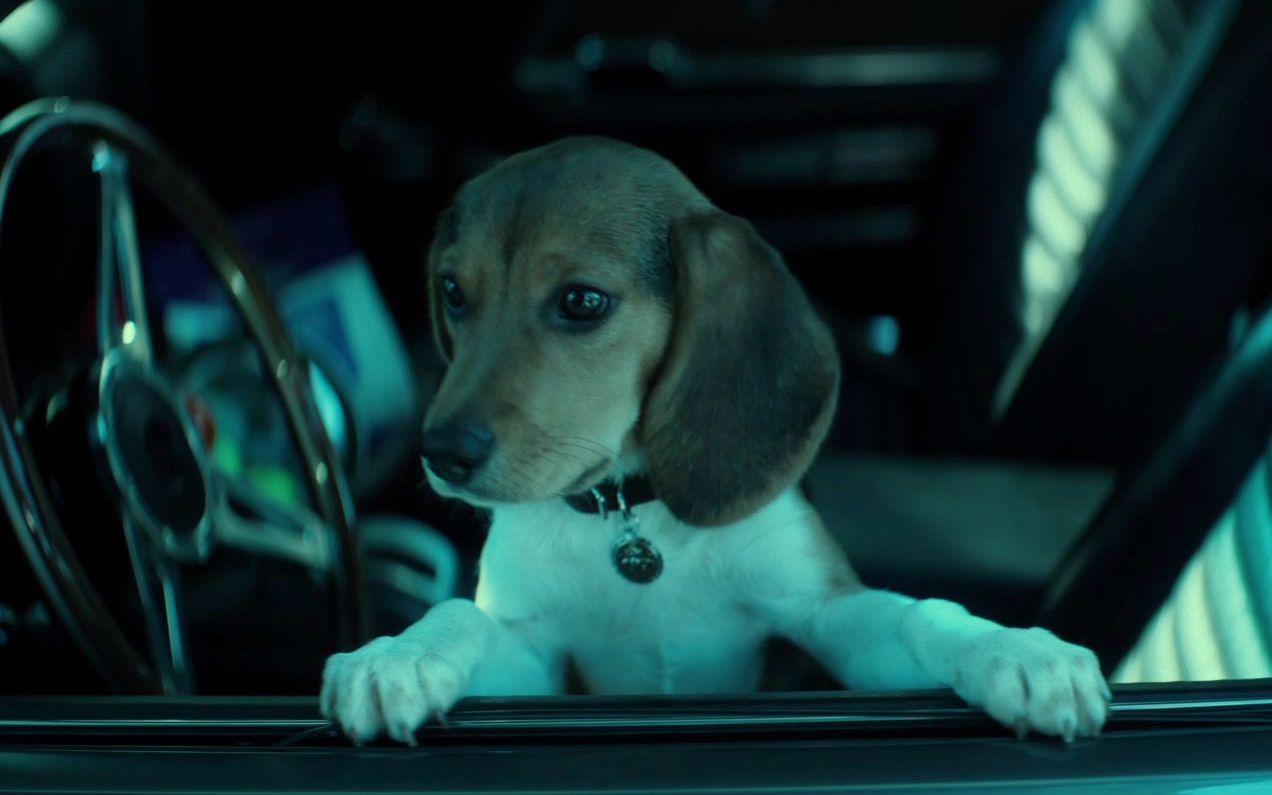 请别的动我的狗,顶级杀手因为一直狗,血洗整个黑帮《疾速追杀》1/3