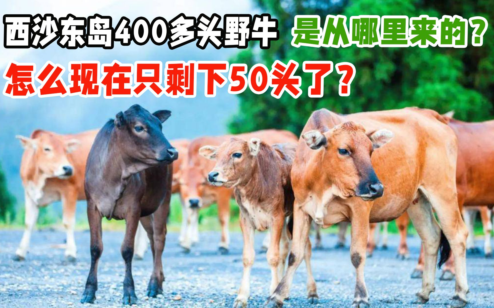 [图]西沙东岛400多头野牛，是从哪里来的？怎么现在只剩下50头了？