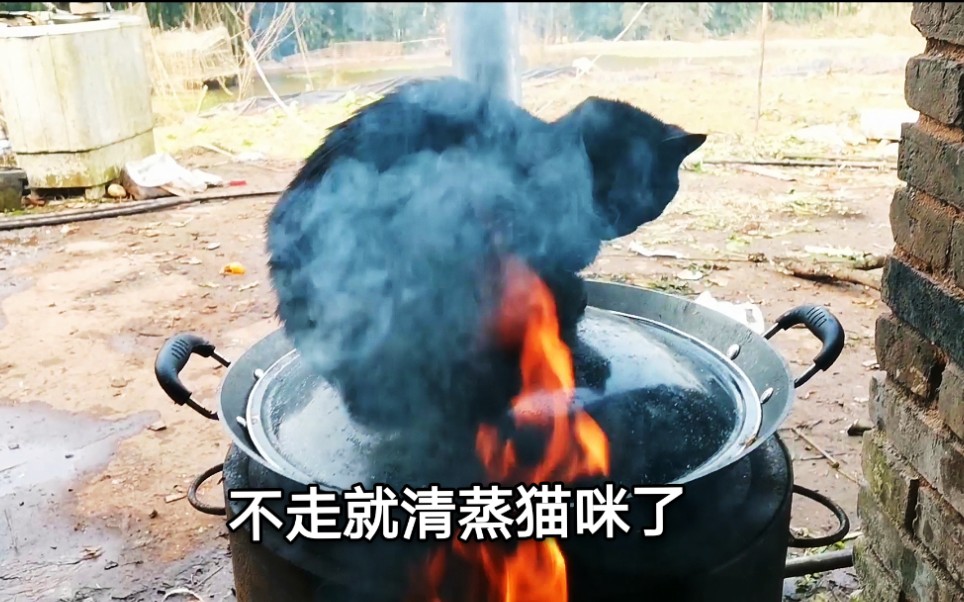 [图]农村的冬天，这个地方永远不缺猫，白猫黑猫最后都成黑猫