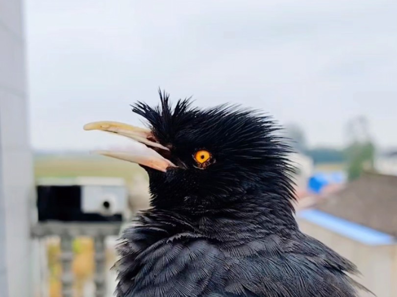 八哥小鸟来唱歌:祝看到此视频的朋友多发财