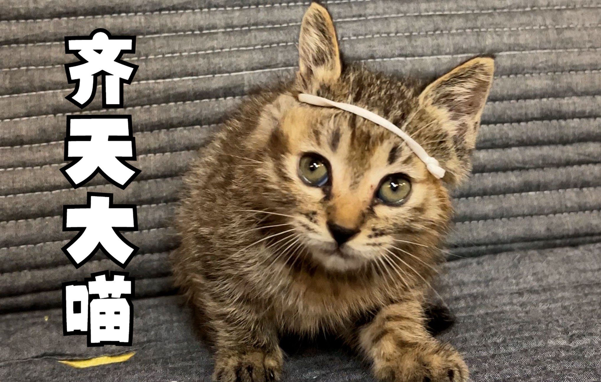 活动  金箍戴上以后再也不是一只凡喵!