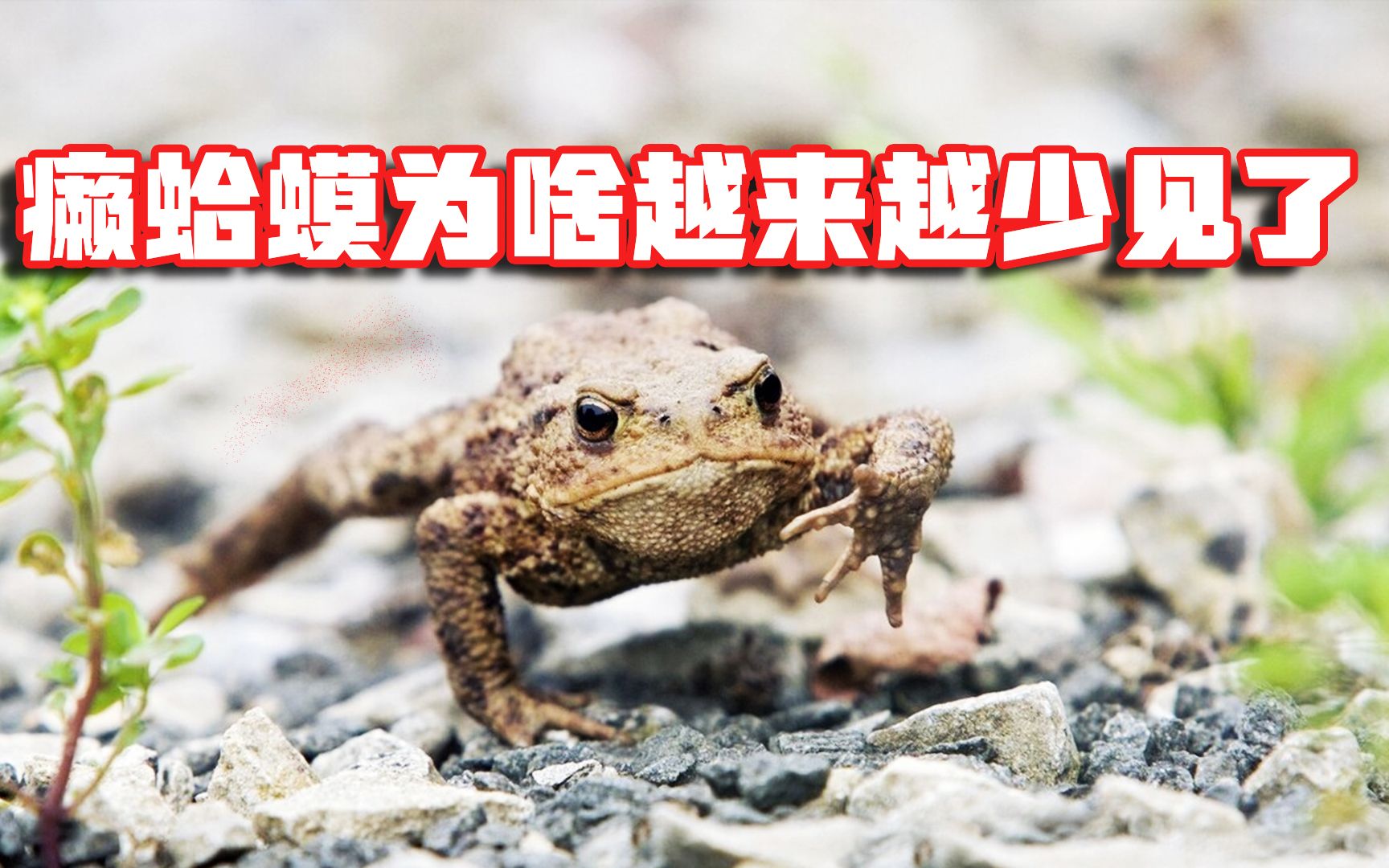 癞蛤蟆哪去了？为何越来越少见了？雨后成堆的蟾蜍真快灭绝了吗？