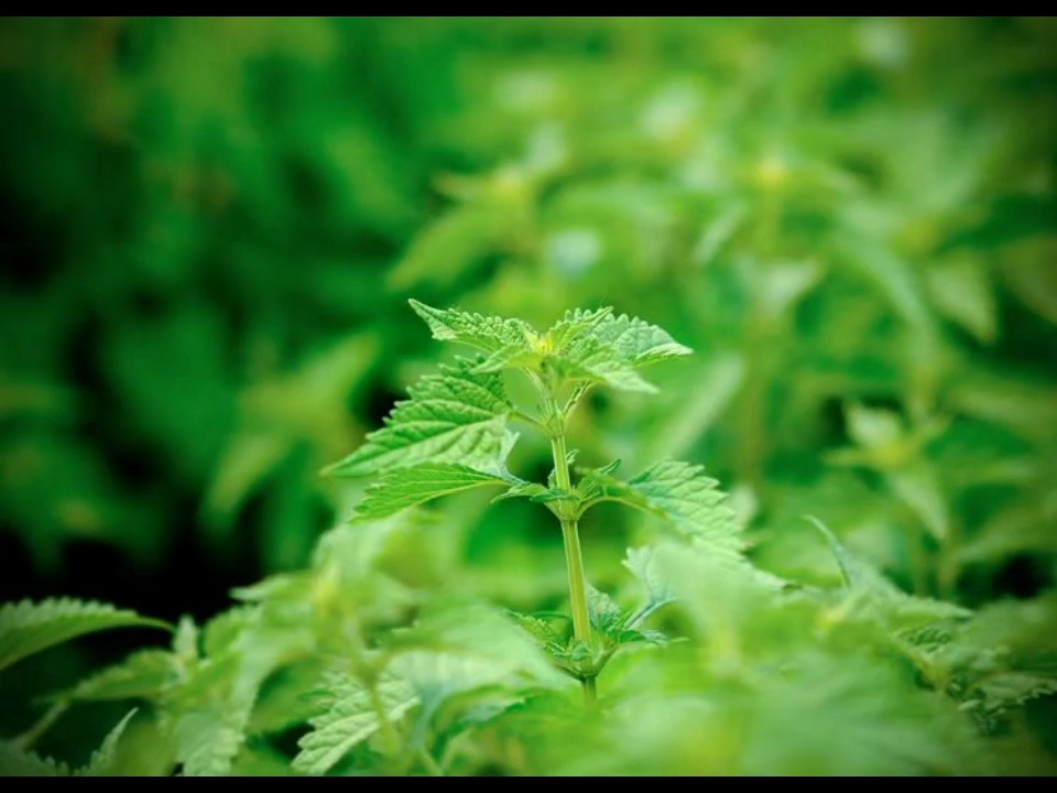 【中药名】冬凌草 【别名】山香草,破血丹,雪花草,野藿香【性味归经】
