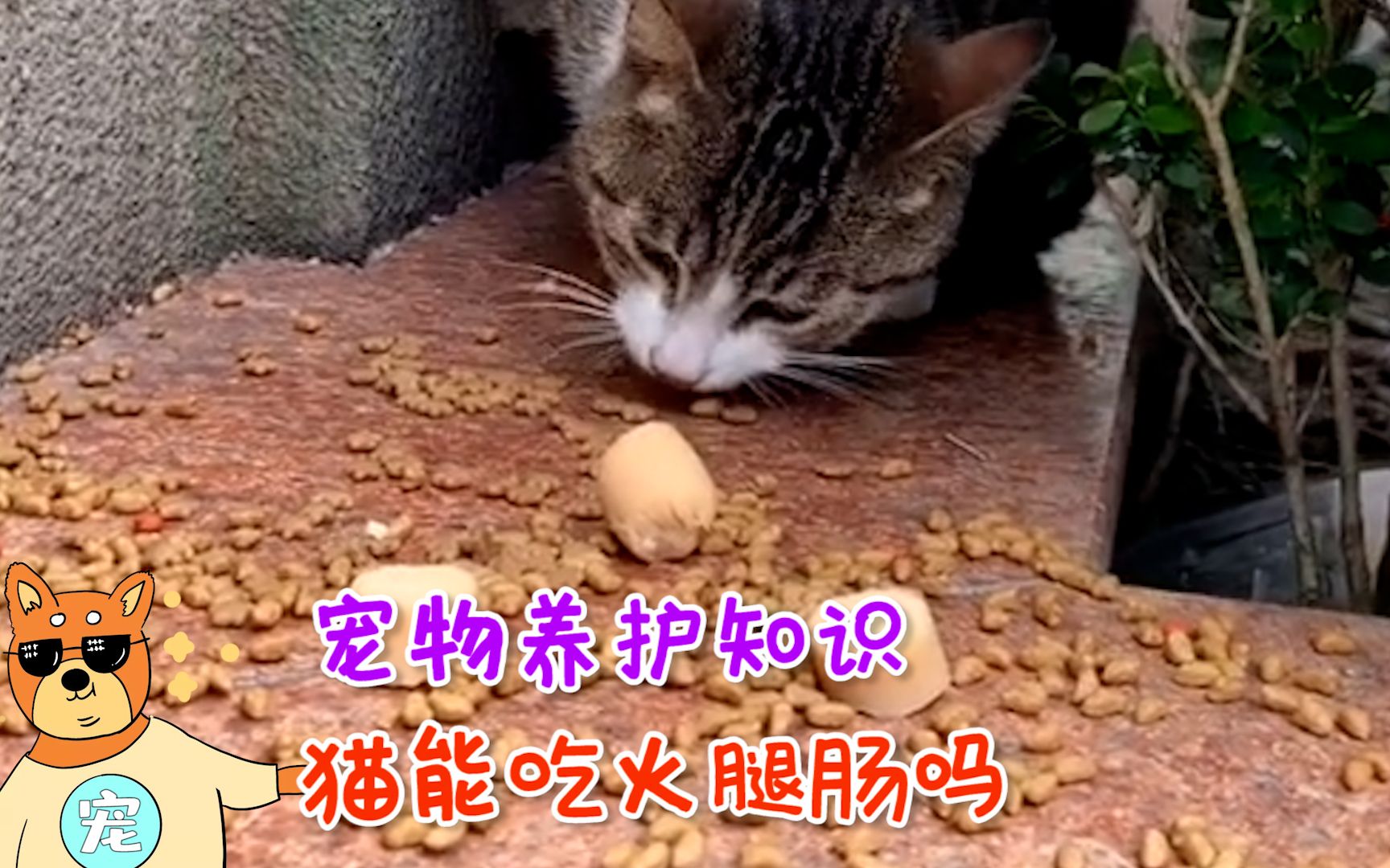 宠物养护知识!猫能吃火腿肠吗?原来猫咪那么喜爱!哔哩哔哩bilibili