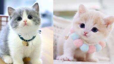 萌猫 萌萌猫-可爱又有趣的猫视频集锦1 | 治愈小奶猫|猫猫可以有多可爱