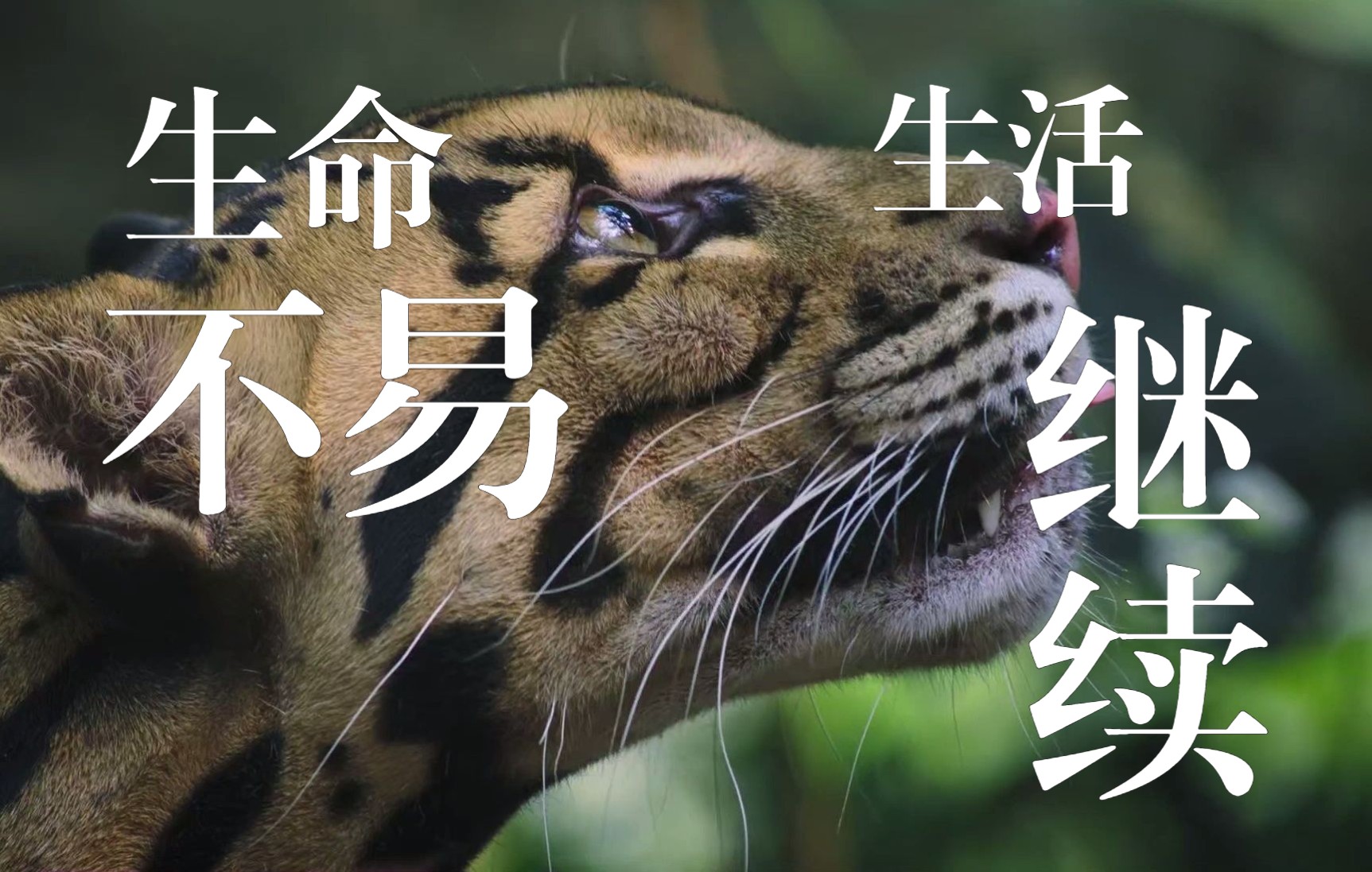 生命不易生活继续