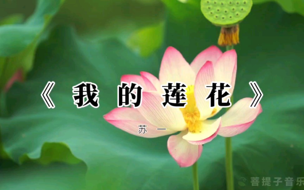 [图]清心禅音《我的莲花》，清净无染，悠然洒脱