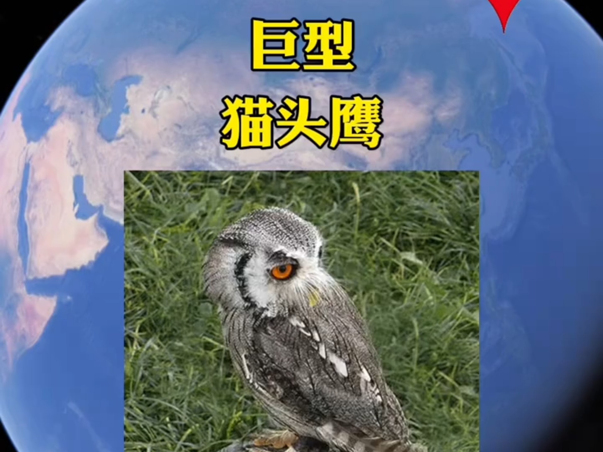 巨型猫头鹰