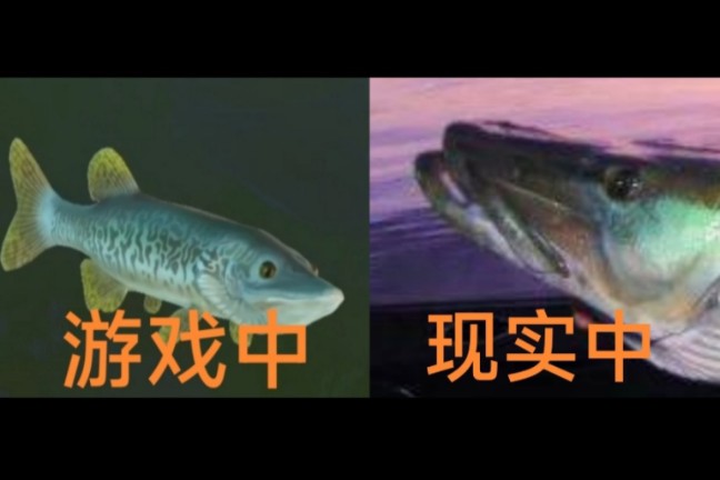 feed and grow fish中的北美狗鱼点评和现实原型对比哔哩哔哩bilibili