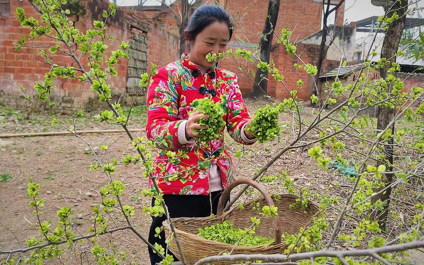 阳春3月榆钱正是鲜嫩的时候,农村媳妇采一筐,绿莹莹的真漂亮哔哩哔哩bilibili