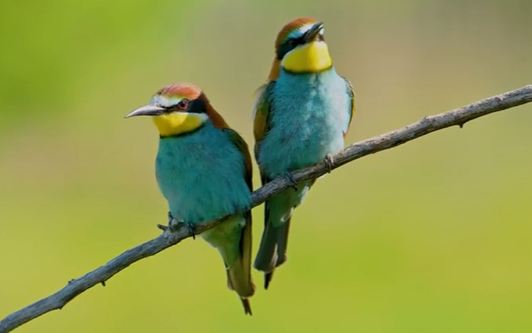 座头鲸宝宝聪明绝顶的猎手使出计谋成功猎杀鲸鱼宝宝虎鲸捕食捕猎现场