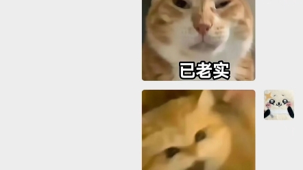 小猫表情包哔哩哔哩bilibili