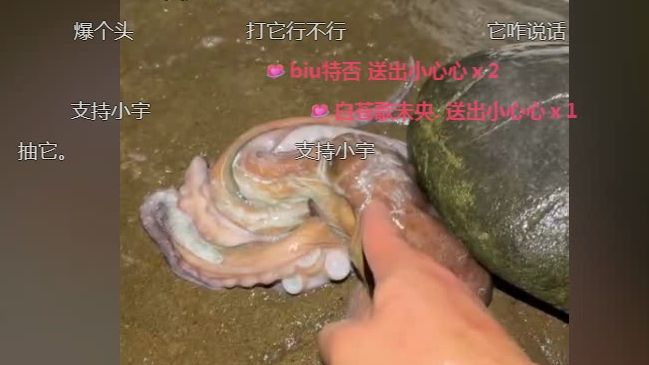 小宇赶海图片