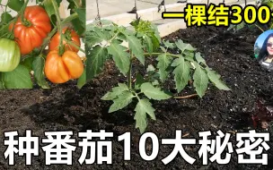 Tải video: 种西红柿知道这10个秘密, 增产200%, 菜农不想告诉您